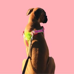 Martha Stewart Pet/Dog Harness & Leash Set, SM-M Pink/Green, Adjustable